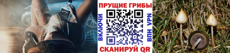 Купить где  Кадников  Псилоцибиновые грибы Psilocybe 